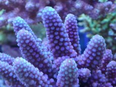 画像2: No.27 フィジー産 浅場ミドリイシ (2)