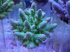 画像1: No.28 フィジー産 浅場ミドリイシ (1)