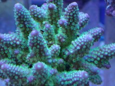 画像2: No.28 フィジー産 浅場ミドリイシ (2)