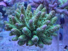 画像1: No.29 フィジー産 浅場ミドリイシ (1)