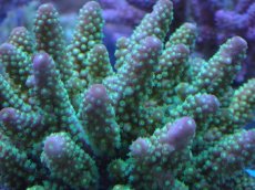 画像2: No.29 フィジー産 浅場ミドリイシ (2)