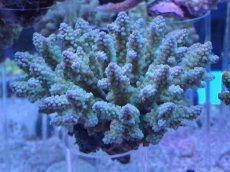 画像1: No.30 フィジー産 浅場ミドリイシ (1)