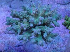 画像2: No.30 フィジー産 浅場ミドリイシ (2)