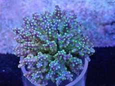 画像2: No.31 フィジー産 浅場ミドリイシ (2)