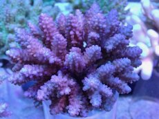 画像1: No.32 フィジー産 浅場ミドリイシ (1)