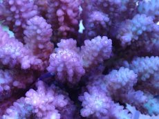 画像2: No.32 フィジー産 浅場ミドリイシ (2)