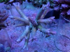 画像1: No.33 フィジー産 浅場ミドリイシ (1)