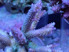 画像2: No.33 フィジー産 浅場ミドリイシ (2)