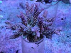 画像1: No.34 フィジー産 浅場ミドリイシ (1)