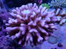 画像1: No.35 フィジー産 浅場ミドリイシ (1)