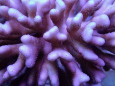 画像2: No.35 フィジー産 浅場ミドリイシ (2)