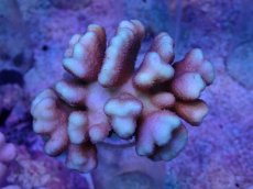 画像1: No.36 フィジー産 浅場ミドリイシ (1)