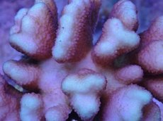 画像2: No.36 フィジー産 浅場ミドリイシ (2)