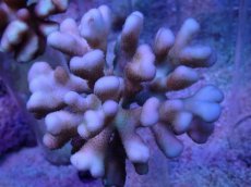 画像1: No.37 フィジー産 浅場ミドリイシ (1)