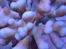 画像2: No.37 フィジー産 浅場ミドリイシ (2)