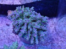 画像1: No.38 フィジー産 浅場ミドリイシ (1)