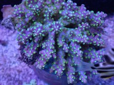 画像2: No.38 フィジー産 浅場ミドリイシ (2)