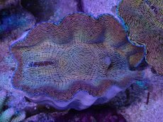 画像1: No.1 ヒレナシシャコ　MLサイズ (1)