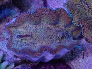 超特大シャコガイ 沖縄からシャコガイが大量入荷！ | 生麦海水魚センター
