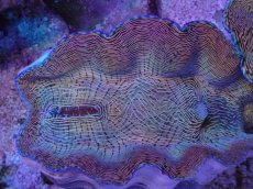 画像2: No.1 ヒレナシシャコ　MLサイズ (2)