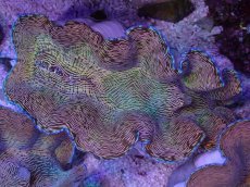 画像1: No.2 ヒレナシシャコ　MLサイズ (1)