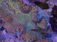 画像2: No.2 ヒレナシシャコ　MLサイズ (2)