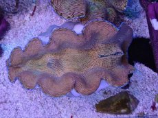 画像1: No.3 ヒレナシシャコ　MLサイズ (1)