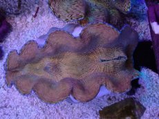 画像2: No.3 ヒレナシシャコ　MLサイズ (2)