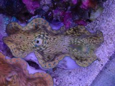 画像1: No.4 オオシャコガイ　MLサイズ　　【入荷個数が少ないです！】 (1)