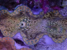 画像2: No.4 オオシャコガイ　MLサイズ　　【入荷個数が少ないです！】 (2)