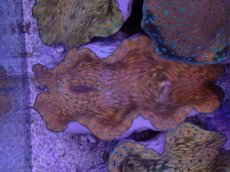 画像1: No.5 オオシャコガイ　MLサイズ　　【入荷個数が少ないです！】 (1)