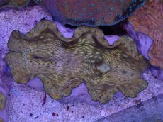 画像1: No.6 オオシャコガイ　MLサイズ　　【入荷個数が少ないです！】 (1)