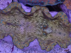 画像2: No.6 オオシャコガイ　MLサイズ　　【入荷個数が少ないです！】 (2)