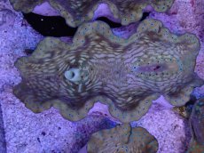 画像2: No.7 オオシャコガイ　MLサイズ　　【入荷個数が少ないです！】 (2)