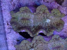 画像1: No.8 オオシャコガイ　MLサイズ　　【入荷個数が少ないです！】 (1)