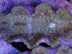 画像2: No.8 オオシャコガイ　MLサイズ　　【入荷個数が少ないです！】 (2)