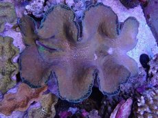 画像1: No.9 オオシャコガイ　XXLサイズ　　【珍しい、レアな個体♪】 (1)