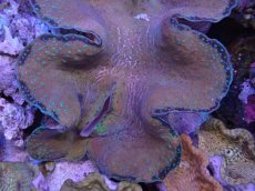 画像2: No.9 オオシャコガイ　XXLサイズ　　【珍しい、レアな個体♪】 (2)