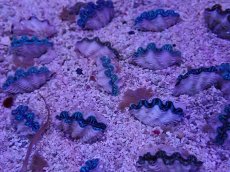 画像1: No.10 シラナミガイ　スーパーグレード個体　一個 (1)