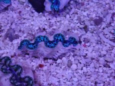 画像2: No.10 シラナミガイ　スーパーグレード個体　一個 (2)