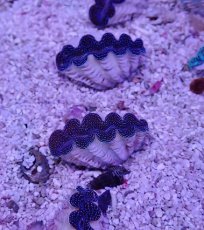 画像1: No.11 ヒメシャコガイ　ウルトラグレード個体　一個 (1)