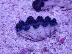 画像2: No.11 ヒメシャコガイ　ウルトラグレード個体　一個 (2)