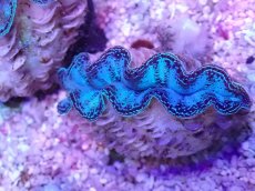 画像1: No.12 シラナミガイ　スーパーグレード個体 (1)