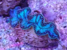 画像2: No.12 シラナミガイ　スーパーグレード個体 (2)