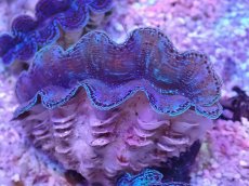 画像1: No.13 シラナミガイ　スーパーグレード個体 (1)