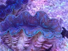 画像2: No.13 シラナミガイ　スーパーグレード個体 (2)