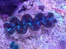 画像1: No.14 シラナミガイ　スーパーグレード個体 (1)