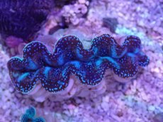 画像2: No.14 シラナミガイ　スーパーグレード個体 (2)