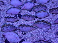 画像1: No.15 ヒレナシシャコ　一個体 (1)