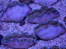 画像2: No.15 ヒレナシシャコ　一個体 (2)